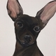 coco