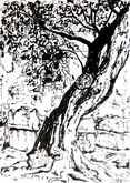 old tree