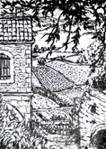 the vineyard