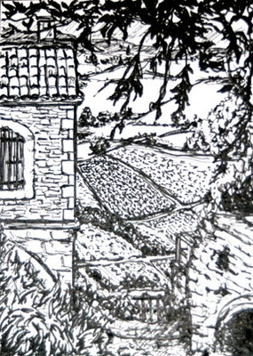 the vineyard