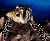 turtle study I (hawksbill)
